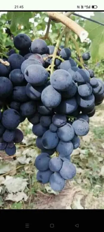 Butasi de vita de vie de anul 2 și de anul 3